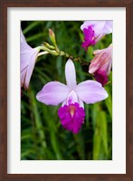 MARTINIQUE, West Indies Bamboo orchid, Balata Garden Fine Art Print