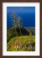 Martinique, West Indies, Agave on Ridge, Mt Pelee Fine Art Print