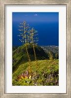 Martinique, West Indies, Agave on Ridge, Mt Pelee Fine Art Print