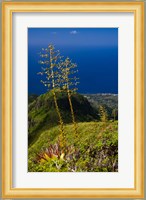 Martinique, West Indies, Agave on Ridge, Mt Pelee Fine Art Print