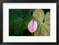 Peace Lily, Jardin De Balata, Martinique, French Antilles, West Indies Fine Art Print