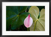 Peace Lily, Jardin De Balata, Martinique, French Antilles, West Indies Fine Art Print