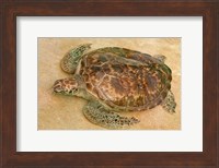 St Vincent, Grenadines Old Hegg Turtle Sanctuary Fine Art Print