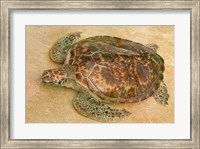 St Vincent, Grenadines Old Hegg Turtle Sanctuary Fine Art Print