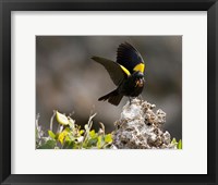 Yellow shouldered blackbird, Mona Island, Puerto Rico Fine Art Print