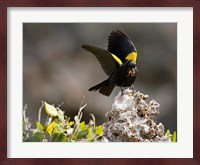 Yellow shouldered blackbird, Mona Island, Puerto Rico Fine Art Print