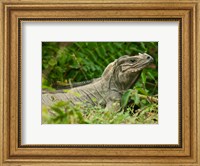 Ground Iguana lizard, Pajaros, Mona Island, Puerto Rico Fine Art Print