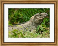 Ground Iguana lizard, Pajaros, Mona Island, Puerto Rico Fine Art Print