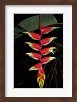 Tropical Flower on Culebra Island, Puerto Rico Fine Art Print