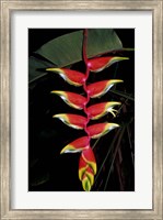 Tropical Flower on Culebra Island, Puerto Rico Fine Art Print