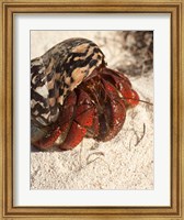 Caribbean hermit crab, Mona Island, Puerto Rico Fine Art Print