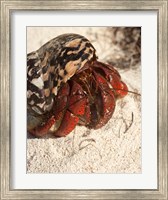 Caribbean hermit crab, Mona Island, Puerto Rico Fine Art Print