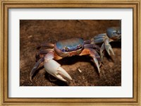 Blue Crab, served in local restaurants, Old San Juan Fine Art Print