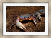 Blue Crab, served in local restaurants, Old San Juan Fine Art Print