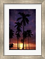 Palm Trees at Sunset, Puerto Rico Fine Art Print