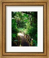 Puerto Rico, Luquillo, El Yunque National Forest path Fine Art Print