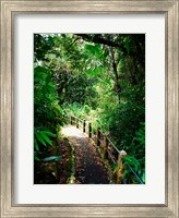 Puerto Rico, Luquillo, El Yunque National Forest path Fine Art Print