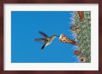 Antillean Mango Hummingbird, Bosque Estatal De Guanica, Puerto Rico Fine Art Print