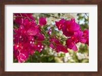 Bougainvillea flowers, Grand Cayman, Cayman Islands, British West Indies Fine Art Print