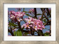 Pink Oleander Flora, Grand Cayman, Cayman Islands, British West Indies Fine Art Print