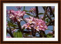 Pink Oleander Flora, Grand Cayman, Cayman Islands, British West Indies Fine Art Print