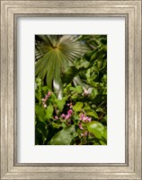 Tropical flowers and palm tree, Grand Cayman, Cayman Islands, British West Indies Fine Art Print