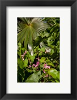 Tropical flowers and palm tree, Grand Cayman, Cayman Islands, British West Indies Fine Art Print