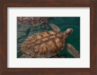 Turtle Farm, Green Sea Turtle, Grand Cayman, Cayman Islands, British West Indies Fine Art Print