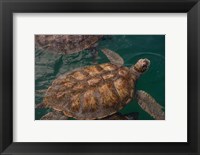 Turtle Farm, Green Sea Turtle, Grand Cayman, Cayman Islands, British West Indies Fine Art Print