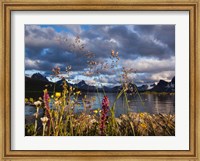 Wildflowers, Jasper National Park, Alberta, Canada Fine Art Print