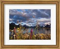 Wildflowers, Jasper National Park, Alberta, Canada Fine Art Print