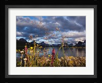 Wildflowers, Jasper National Park, Alberta, Canada Fine Art Print
