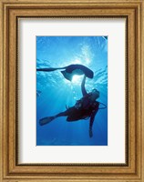Snorkeling, Stingray City, Grand Cayman, Caribbean Fine Art Print