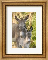 Mother and Baby Donkeys on Salt Cay Island, Turks and Caicos, Caribbean Fine Art Print