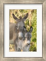 Mother and Baby Donkeys on Salt Cay Island, Turks and Caicos, Caribbean Fine Art Print
