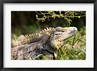 Iguanas (Lizard), Cayman Islands, Caribbean Fine Art Print