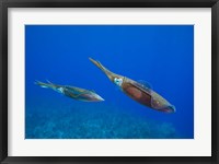 Cayman Islands, Caribbean Reef Squid, Marine Life Fine Art Print