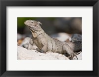 Cayman Islands, Caymans iguana, Lizard, rocky beach Fine Art Print