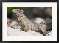 Cayman Islands, Caymans iguana, Lizard, rocky beach Fine Art Print