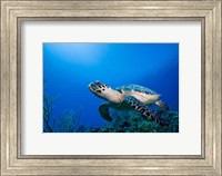 Cayman Islands, Hawksbill Sea Turtle and coral reef Fine Art Print