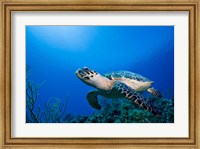 Cayman Islands, Hawksbill Sea Turtle and coral reef Fine Art Print