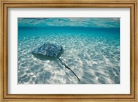 Cayman Islands, Southern Stingray in Caribbean Sea Fine Art Print