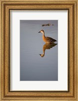 Cayman Islands, West Indian Whistling Duck Fine Art Print