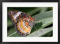 Lacewing Butterfly at the Butterfly Farm, St Martin, Caribbean Fine Art Print