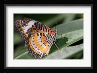 Lacewing Butterfly at the Butterfly Farm, St Martin, Caribbean Fine Art Print