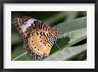 Lacewing Butterfly at the Butterfly Farm, St Martin, Caribbean Fine Art Print