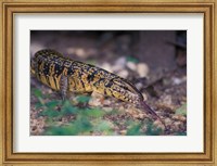 Trinidad, Asa Wright Nature Ctr, Tiger Lizard Fine Art Print