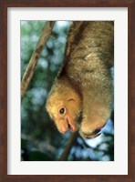 Close up of Silky Pygmy Anteater wildlife, Mangrove, Trinidad Fine Art Print