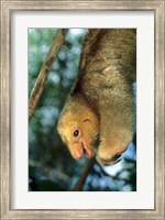 Close up of Silky Pygmy Anteater wildlife, Mangrove, Trinidad Fine Art Print