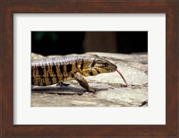 Golden Tegu Lizard, Asa Wright Wildlife Sanctuary, Trinidad, Caribbean Fine Art Print